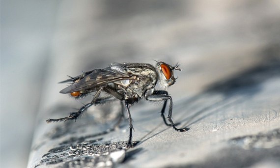 Co działa na natarczywe muchy?