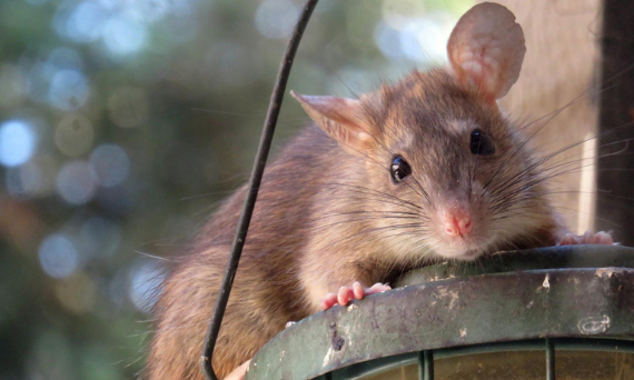 Jak pozbyć się szczurów z domu?